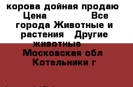 корова дойная продаю › Цена ­ 100 000 - Все города Животные и растения » Другие животные   . Московская обл.,Котельники г.